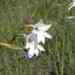 Gladiolus robertsoniae - Photo (c) graham_g, alguns direitos reservados (CC BY-NC)