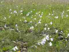 Gladiolus robertsoniae
