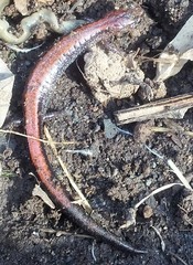 Plethodon cinereus