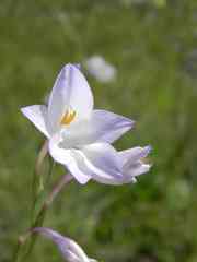 Gladiolus robertsoniae