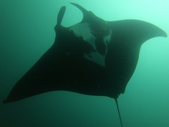 Manta Ray
