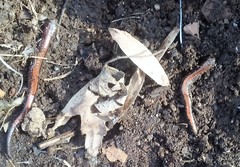 Plethodon cinereus