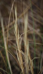 Hesperostipa curtiseta