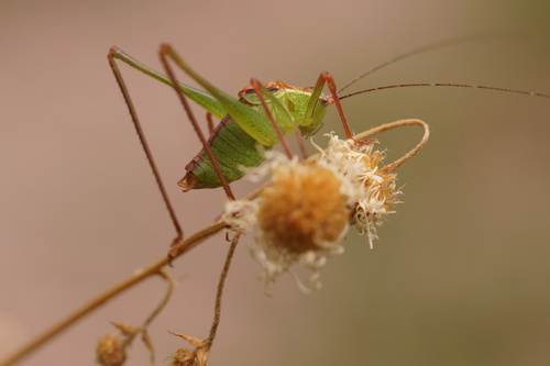 Speckled Bush-cricket, photo 5 of 8