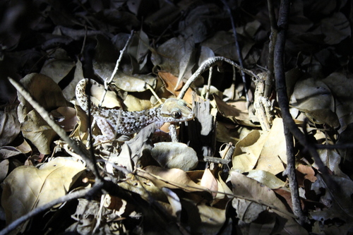 Kirindy Leaf-toed Gecko, Paroedura rennerae