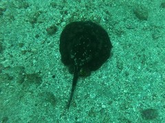 Urobatis tumbesensis