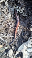 Plethodon cinereus