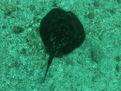 Urobatis tumbesensis