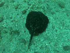 Urobatis tumbesensis