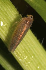 Phlogotettix cyclops