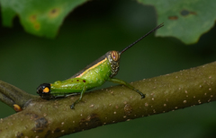 Chromolampis ornatipes