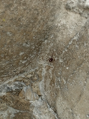Steatoda grossa