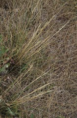 Hesperostipa curtiseta