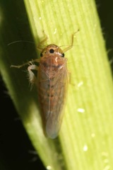 Phlogotettix cyclops