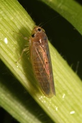 Phlogotettix cyclops