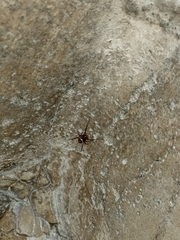 Steatoda grossa