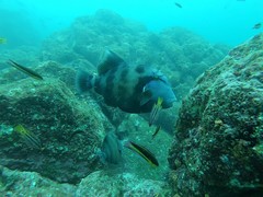 Pseudobalistes naufragium