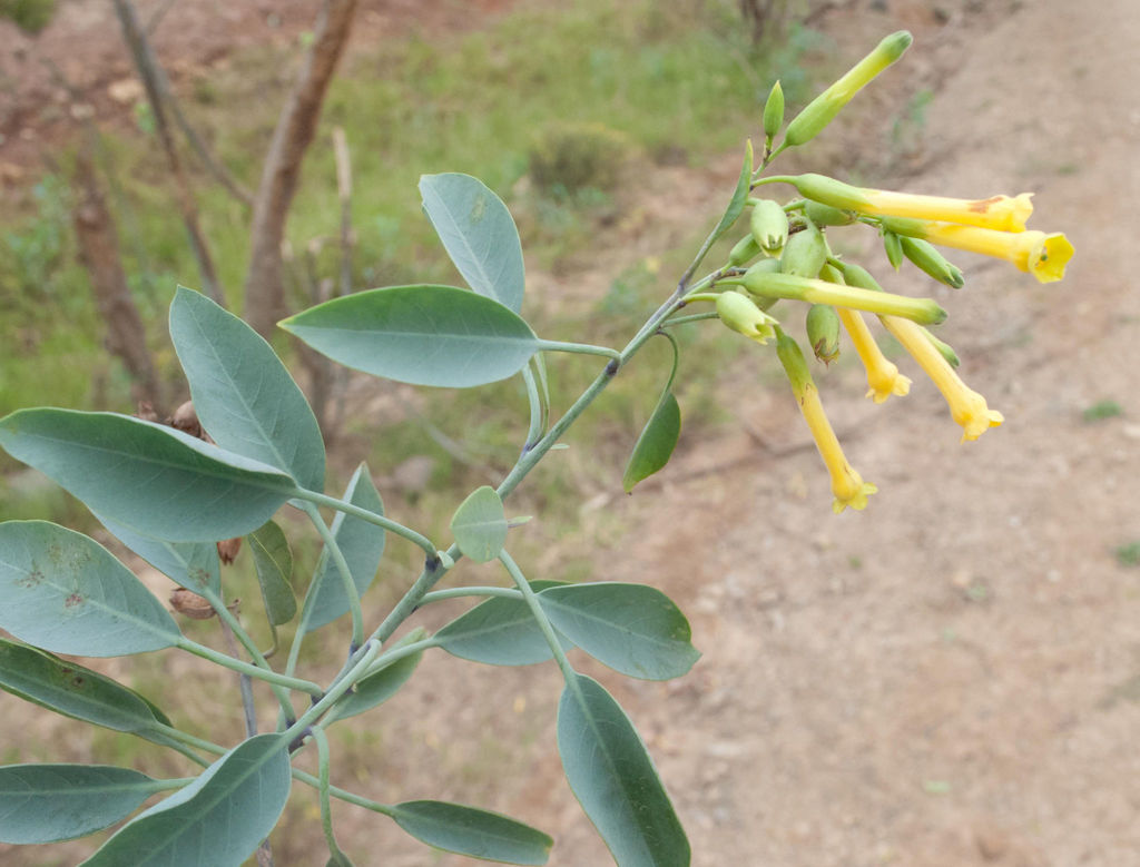 Tabaquillo sudamericano desde Road to Cata