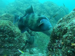 Pseudobalistes naufragium