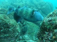 Pseudobalistes naufragium