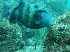 Pseudobalistes naufragium