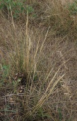 Hesperostipa curtiseta