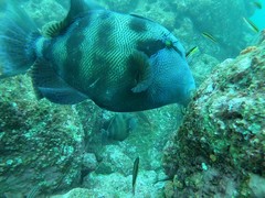 Pseudobalistes naufragium