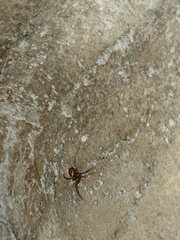 Steatoda grossa