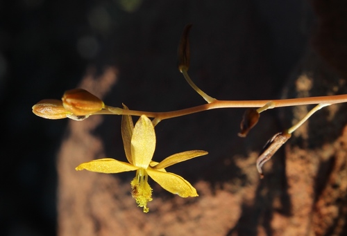 Bulbine succulenta