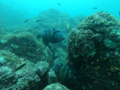 Pseudobalistes naufragium