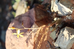 Bulbine succulenta