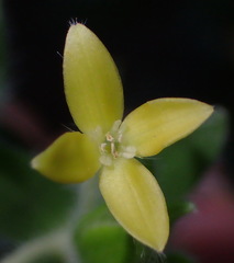 Gnidia denudata