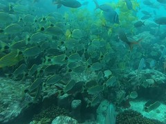 Haemulon steindachneri