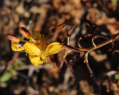 Bulbine succulenta