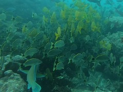 Haemulon steindachneri