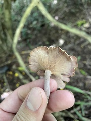 Trogia cantharelloides
