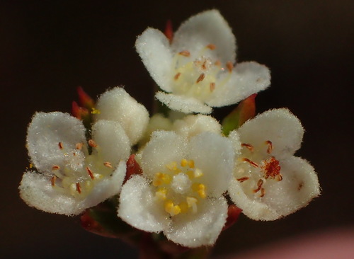 Image of Lachnaea diosmoides by (c) Nicola van Berkel, some rights reserved (CC BY-SA)