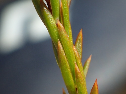 Image of Lachnaea diosmoides by (c) Nicola van Berkel, some rights reserved (CC BY-SA)