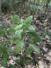 Spermacoce ocymifolia