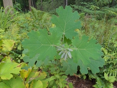 Macleaya