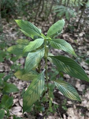 Spermacoce ocymifolia