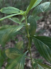 Spermacoce ocymifolia