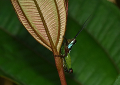 Othnacris surdaster