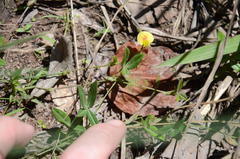 Zornia capensis capensis