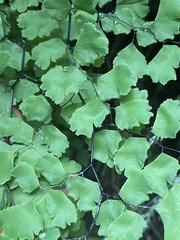 Adiantum jordanii