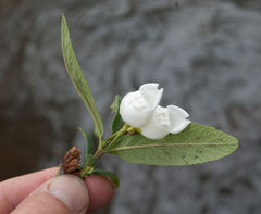 Bowkeria verticillata