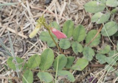 Tephrosia spicata