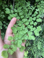 Adiantum jordanii