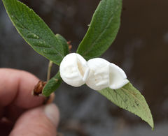 Bowkeria verticillata