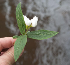 Bowkeria verticillata